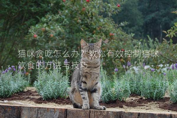 猫咪贪吃怎么办？教你有效控制猫咪饮食的方法与技巧