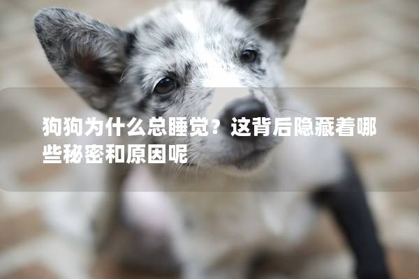 狗狗为什么总睡觉？这背后隐藏着哪些秘密和原因呢