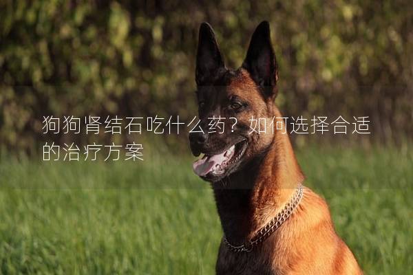 狗狗肾结石吃什么药？如何选择合适的治疗方案