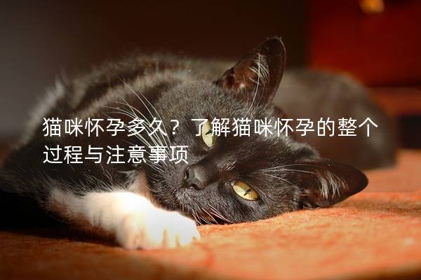 猫咪怀孕多久？了解猫咪怀孕的整个过程与注意事项