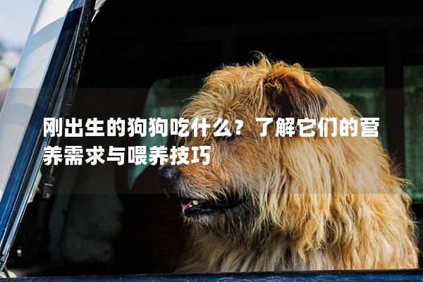 刚出生的狗狗吃什么？了解它们的营养需求与喂养技巧