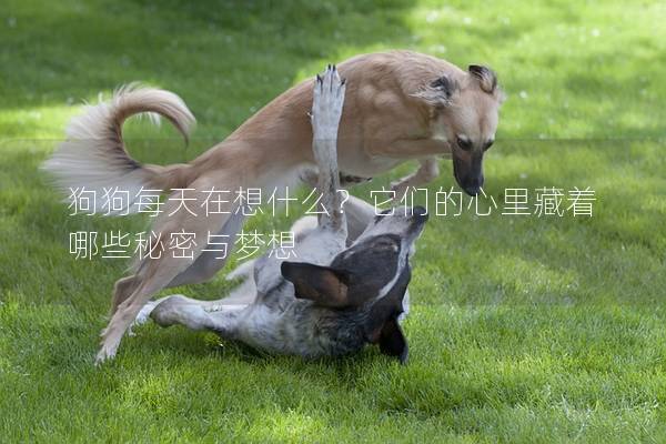 狗狗每天在想什么?它们的心里藏着哪些秘密与梦想 狗狗每天在想什么?它们的心里藏着哪些秘密与梦想