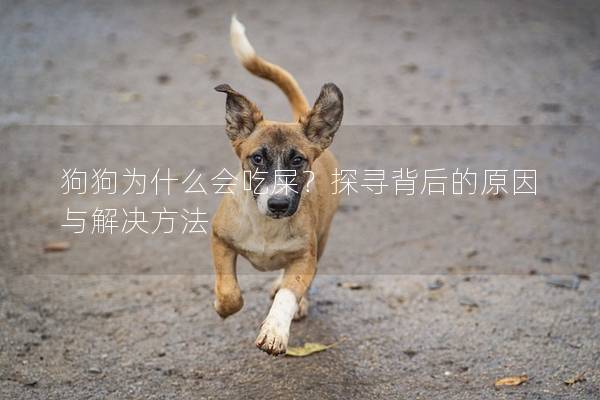狗狗为什么会吃屎?探寻背后的原因与解决方法 狗狗为什么会吃屎?探寻背后的原因与解决方法