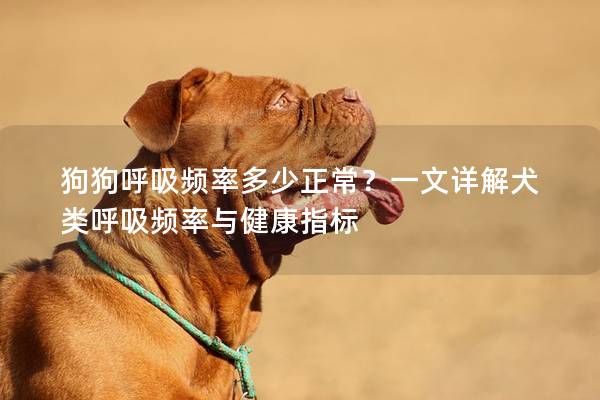 狗狗呼吸频率多少正常？一文详解犬类呼吸频率与健康指标