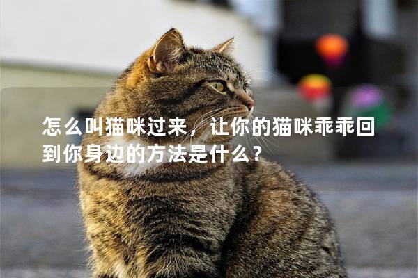 怎么叫猫咪过来，让你的猫咪乖乖回到你身边的方法是什么？