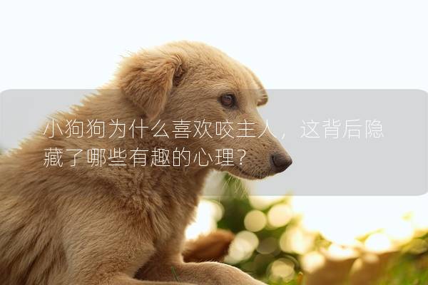 小狗狗为什么喜欢咬主人，这背后隐藏了哪些有趣的心理？