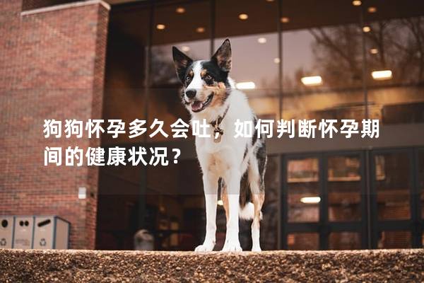 狗狗怀孕多久会吐，如何判断怀孕期间的健康状况？