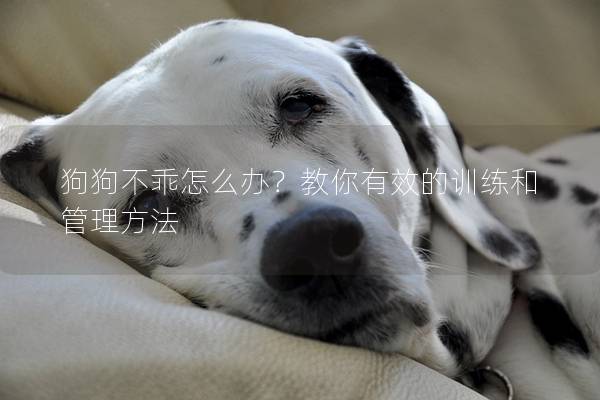 狗狗不乖怎么办？教你有效的训练和管理方法