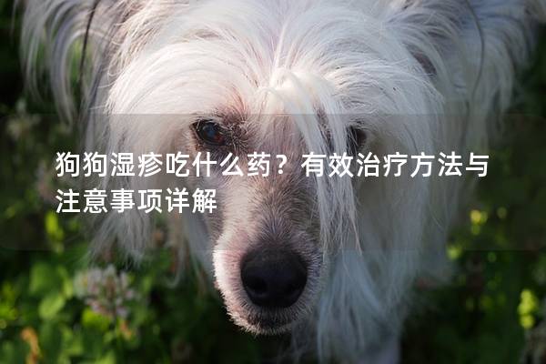 狗狗湿疹吃什么药？有效治疗方法与注意事项详解