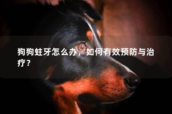 狗狗蛀牙怎么办，如何有效预防与治疗？