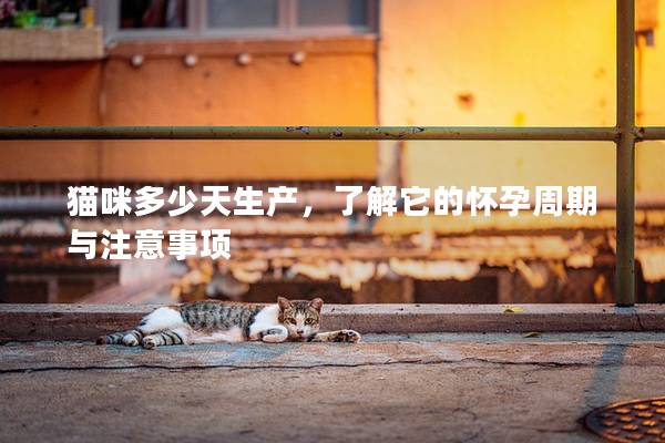 猫咪多少天生产，了解它的怀孕周期与注意事项