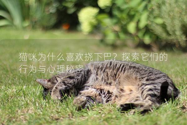 猫咪为什么喜欢挠下巴？探索它们的行为与心理秘密