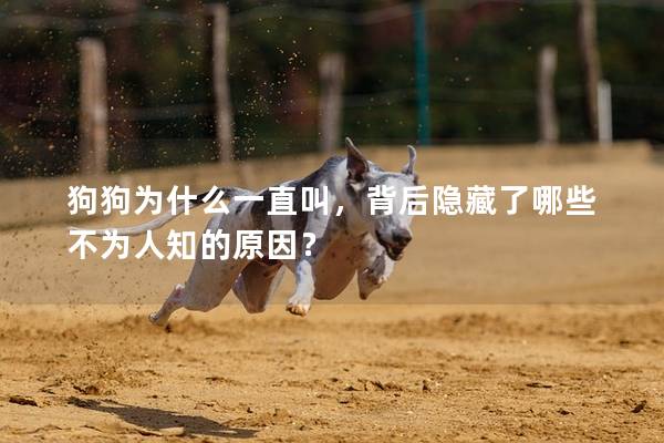 狗狗为什么一直叫，背后隐藏了哪些不为人知的原因？