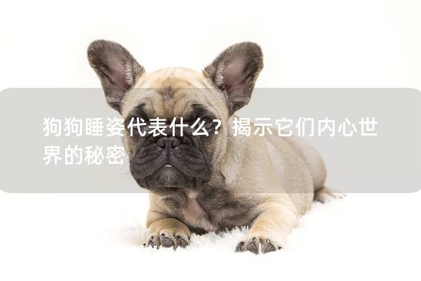 狗狗睡姿代表什么？揭示它们内心世界的秘密