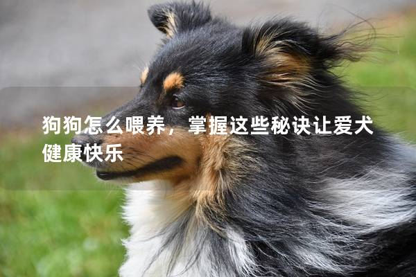 狗狗怎么喂养，掌握这些秘诀让爱犬健康快乐