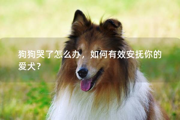 狗狗哭了怎么办，如何有效安抚你的爱犬？