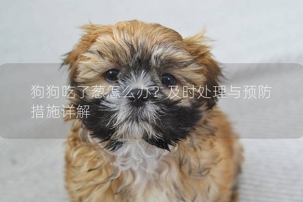 狗狗吃了葱怎么办？及时处理与预防措施详解