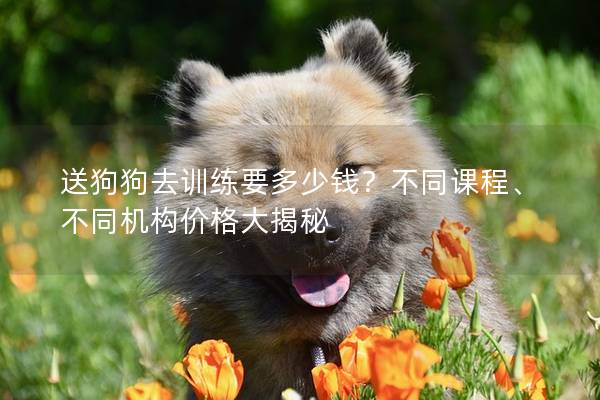 送狗狗去训练要多少钱？不同课程、不同机构价格大揭秘