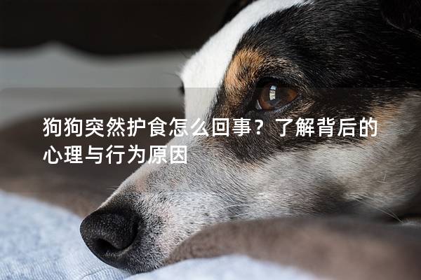 狗狗突然护食怎么回事？了解背后的心理与行为原因