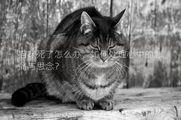 猫咪死了怎么办，如何处理心中的悲痛与思念？