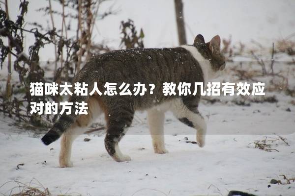 猫咪太粘人怎么办？教你几招有效应对的方法
