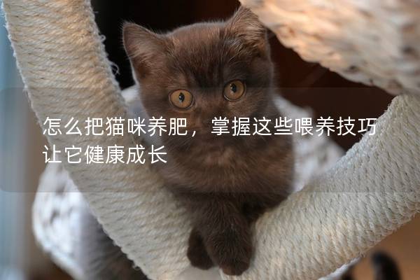 怎么把猫咪养肥，掌握这些喂养技巧让它健康成长