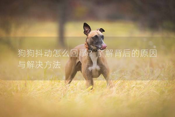 狗狗抖动怎么回事？了解背后的原因与解决方法
