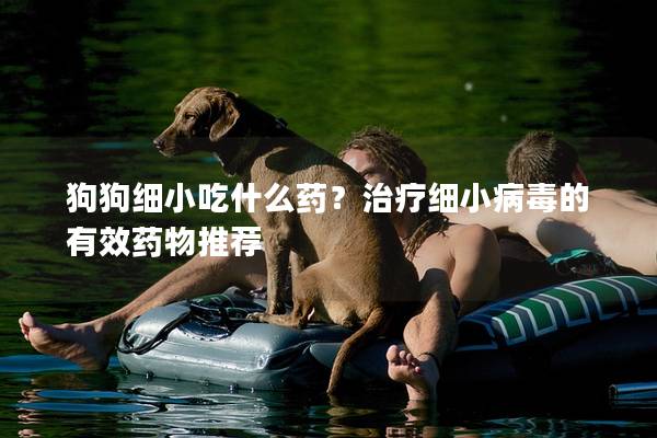 狗狗细小吃什么药？治疗细小病毒的有效药物推荐