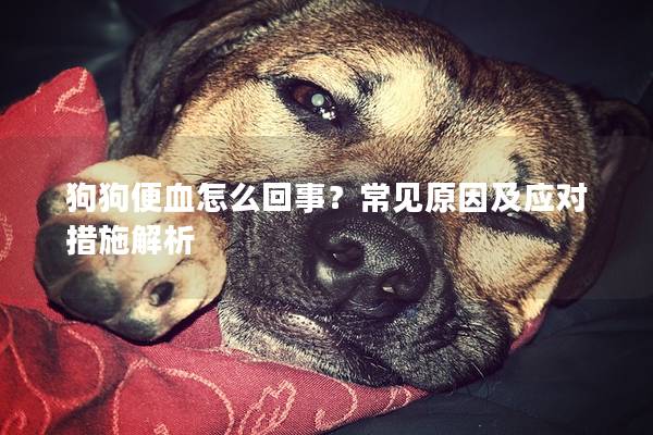 狗狗便血怎么回事？常见原因及应对措施解析