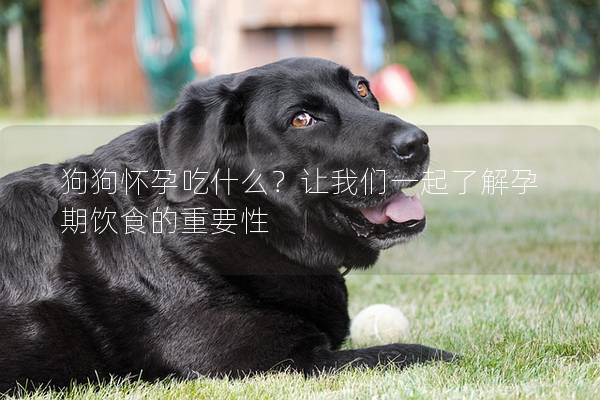 狗狗怀孕吃什么？让我们一起了解孕期饮食的重要性
