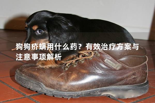 狗狗疥螨用什么药？有效治疗方案与注意事项解析