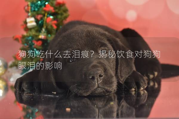 狗狗吃什么去泪痕？揭秘饮食对狗狗眼泪的影响