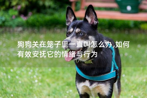 狗狗关在笼子里一直叫怎么办,如何有效安抚它的情绪与行为