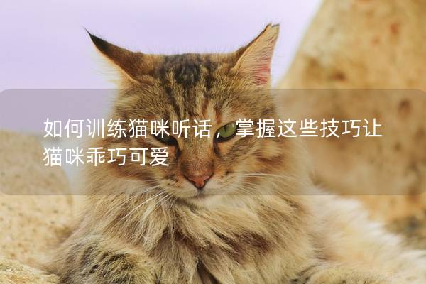 如何训练猫咪听话，掌握这些技巧让猫咪乖巧可爱