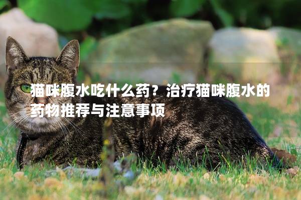 猫咪腹水吃什么药？治疗猫咪腹水的药物推荐与注意事项