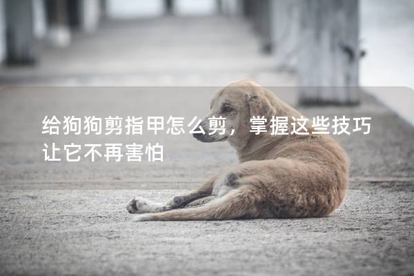给狗狗剪指甲怎么剪，掌握这些技巧让它不再害怕
