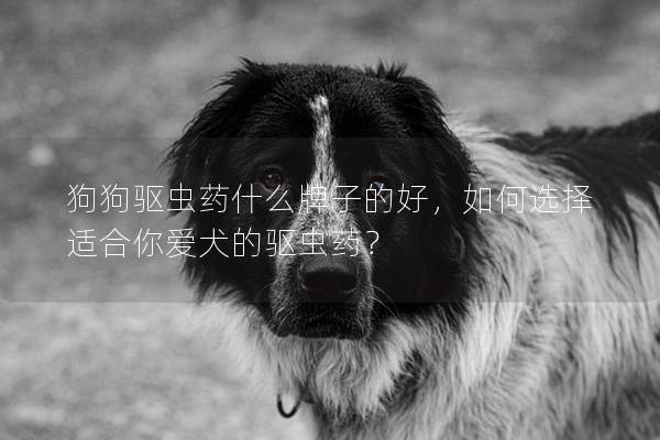 狗狗驱虫药什么牌子的好,如何选择适合你爱犬的驱虫药? 狗狗驱虫药什么牌子的好,如何选择适合你爱犬的驱虫药?