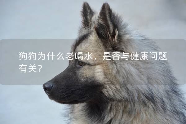 狗狗为什么老喝水，是否与健康问题有关？