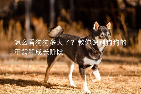 怎么看狗狗多大了？教你识别狗狗的年龄和成长阶段