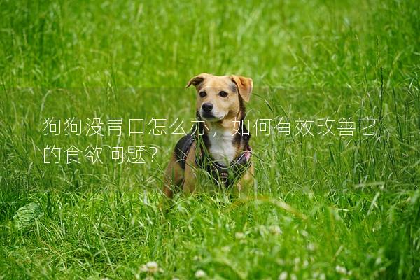 狗狗没胃口怎么办，如何有效改善它的食欲问题？