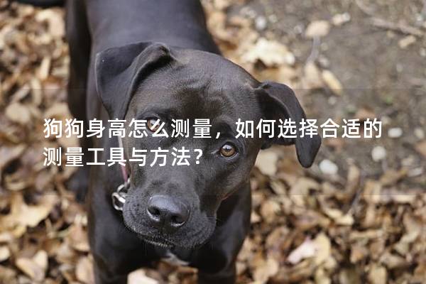 狗狗身高怎么测量，如何选择合适的测量工具与方法？