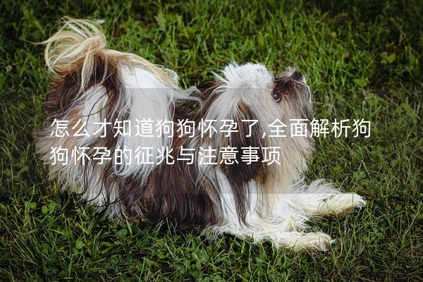 怎么才知道狗狗怀孕了,全面解析狗狗怀孕的征兆与注意事项