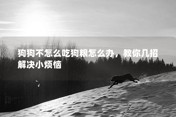 狗狗不怎么吃狗粮怎么办，教你几招解决小烦恼