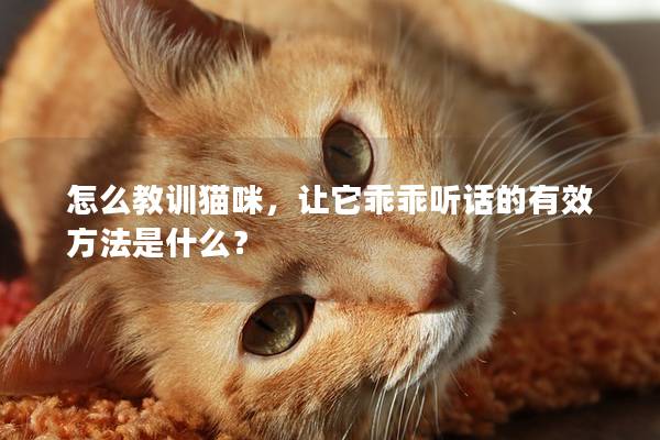 怎么教训猫咪，让它乖乖听话的有效方法是什么？