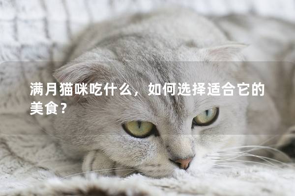 满月猫咪吃什么，如何选择适合它的美食？