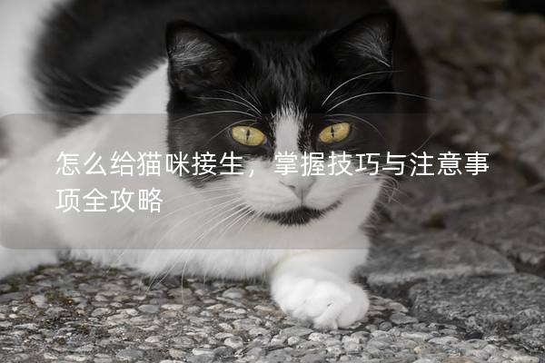 怎么给猫咪接生，掌握技巧与注意事项全攻略