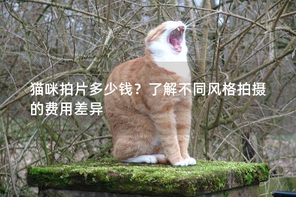 猫咪拍片多少钱？了解不同风格拍摄的费用差异
