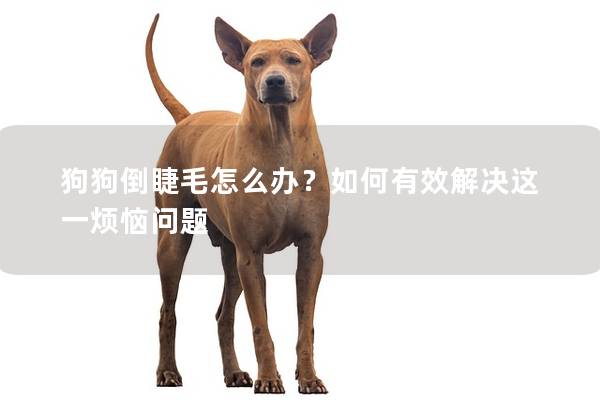 狗狗倒睫毛怎么办？如何有效解决这一烦恼问题