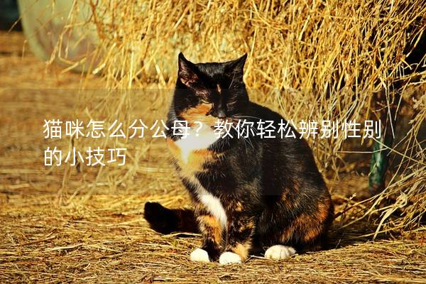 猫咪怎么分公母?教你轻松辨别性别的小技巧 猫咪怎么分公母?教你轻松辨别性别的小技巧