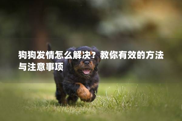 狗狗发情怎么解决？教你有效的方法与注意事项